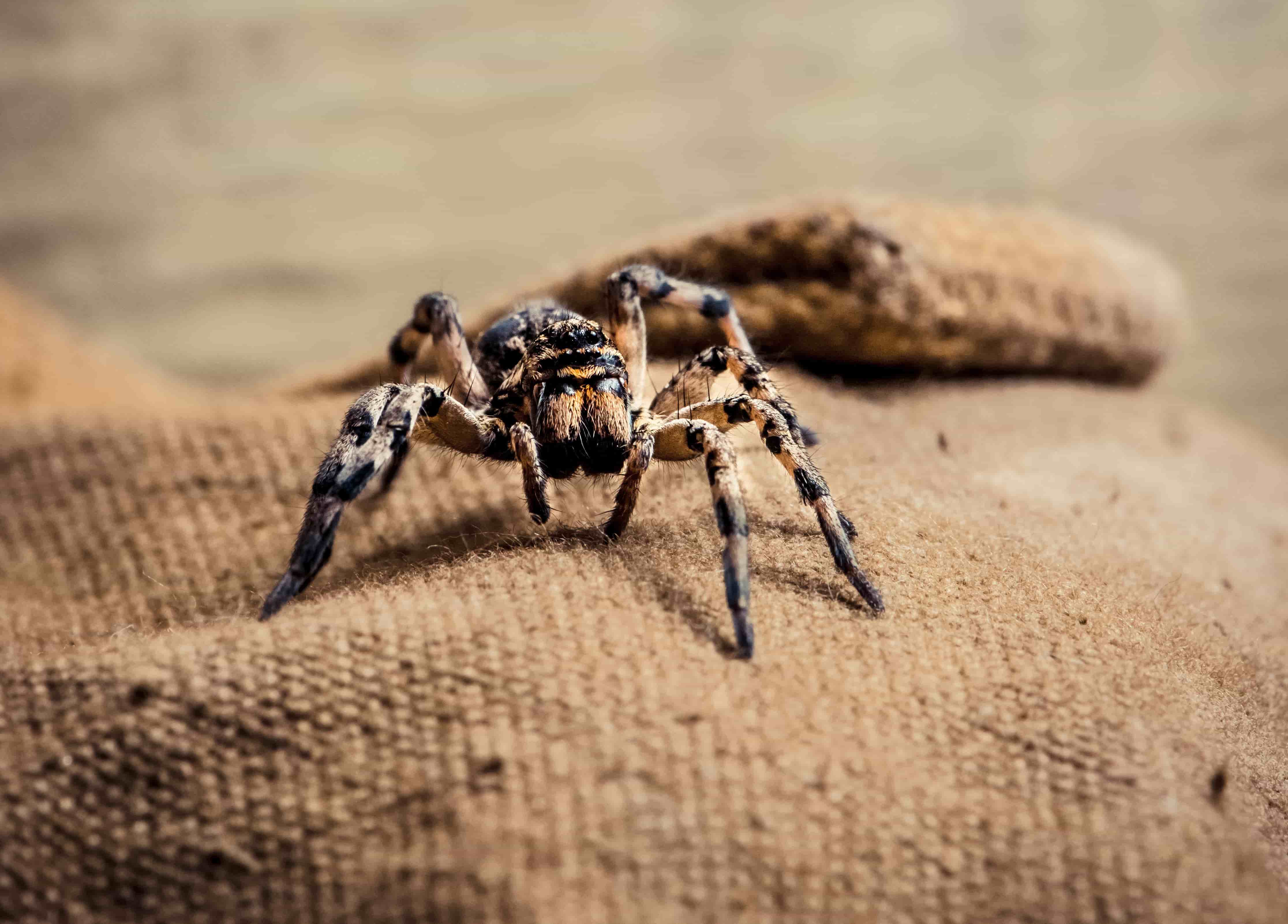 arachnophobie - peur des araignées 