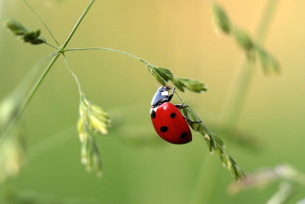 ladybug coccinelle sur tige - peur insectes et araignées