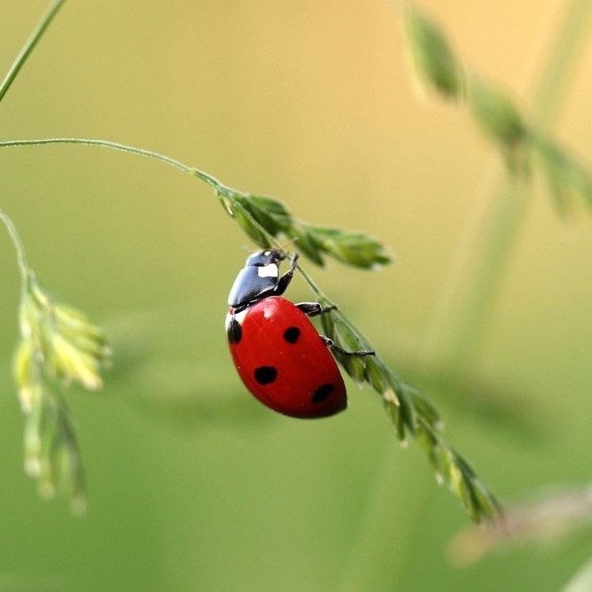 coccinelle sur tige - peur insectes et araignées