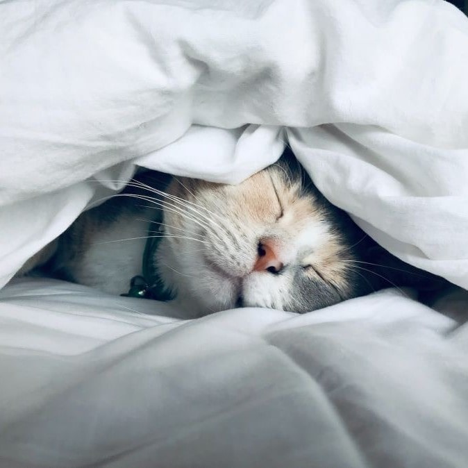 chat qui dort - troubles du sommeil