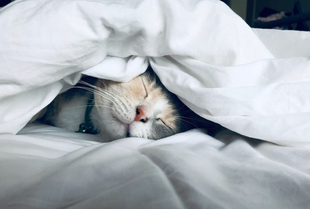 chat dans un lit - troubles du sommeil