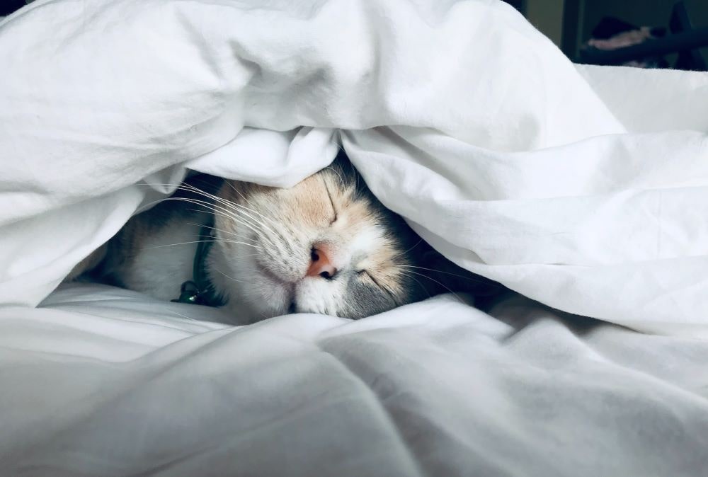 troubles-du-sommeil chat dans un lit - troubles du sommeil